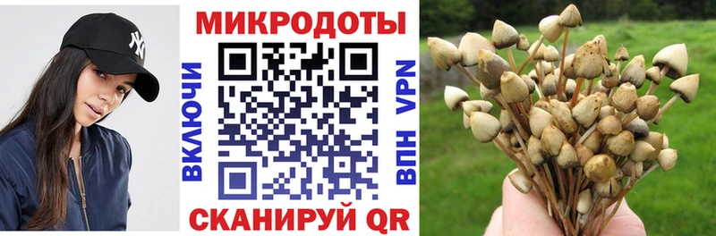 Псилоцибиновые грибы Psilocybine cubensis МЕГА как зайти Карпинск
